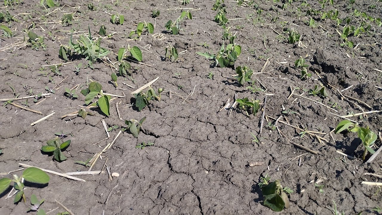соя 🌱 вимерзла кукурудза 🌽 стоїть
