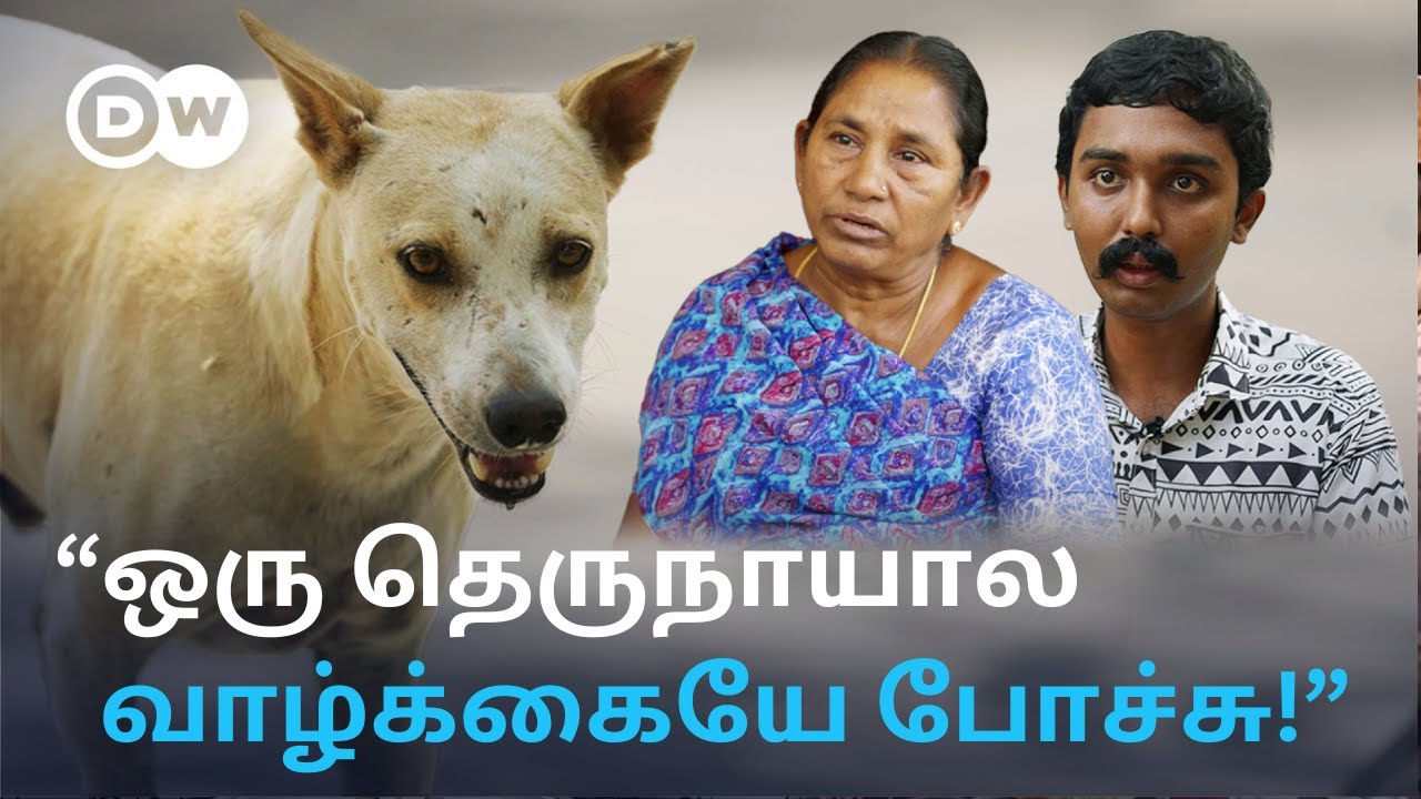Stray Dogs in Chennai: ”Indiaல மருந்தே இல்ல..”; தெரு நாய்க்கடி பிரச்சனைக்கு Experts சொல்லும் தீர்வு?