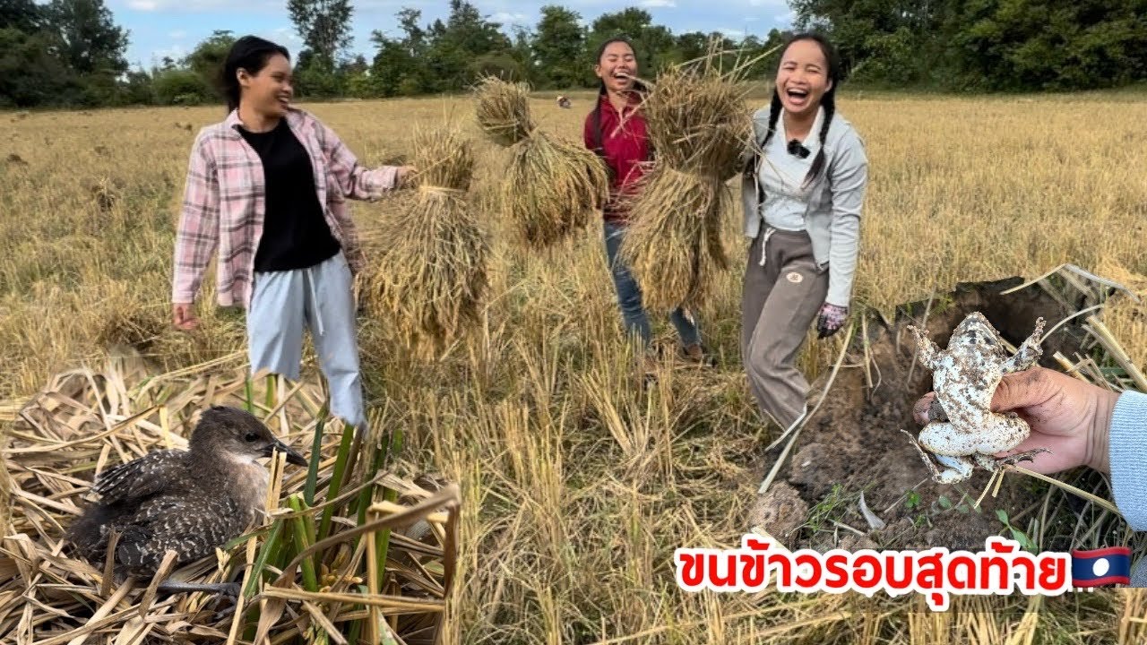 ทุกคนยิ้มดีใจขนข้าวรอบสุดท้ายของปีนี้ Final round of collecting rice this year.
