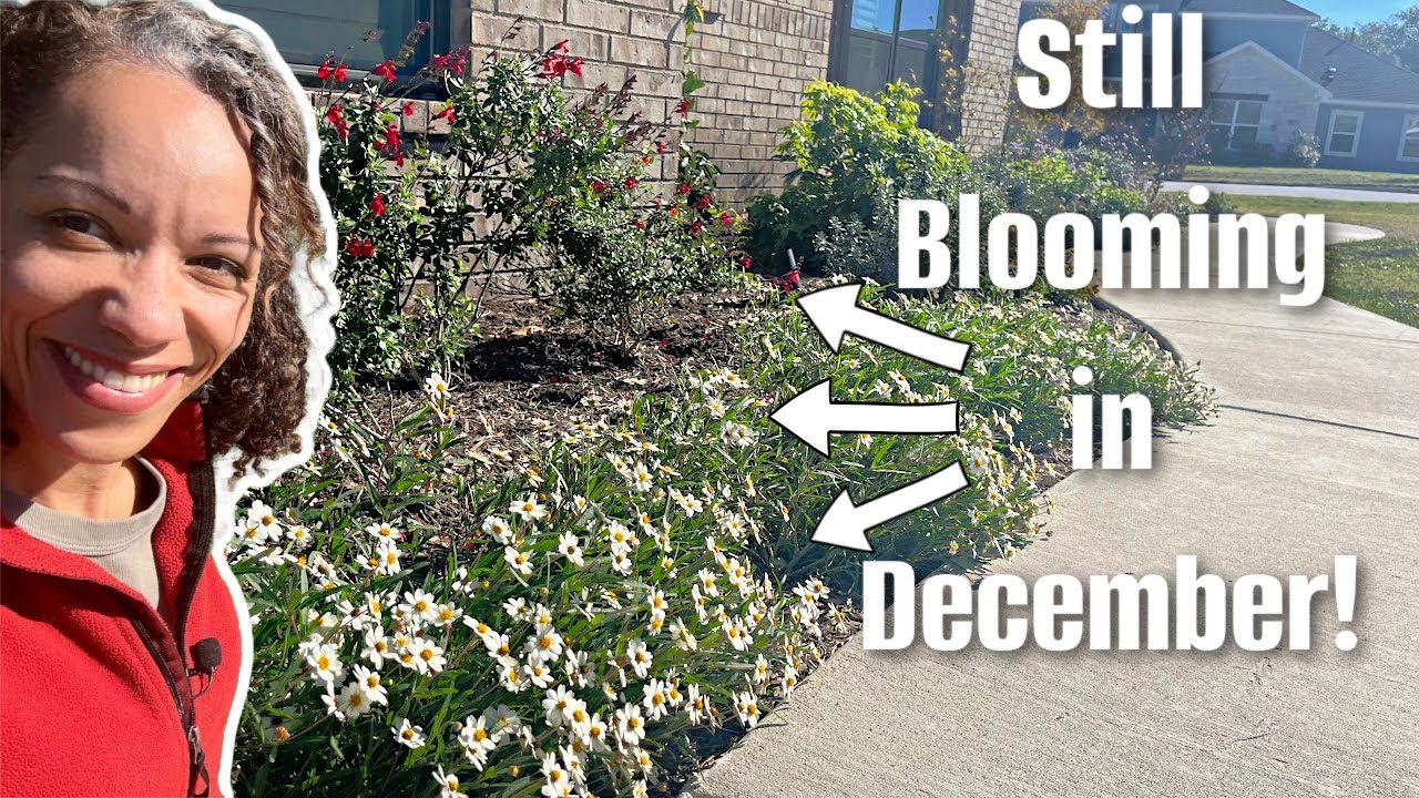 Best plants to grow in Texas -zone 8b December garden!