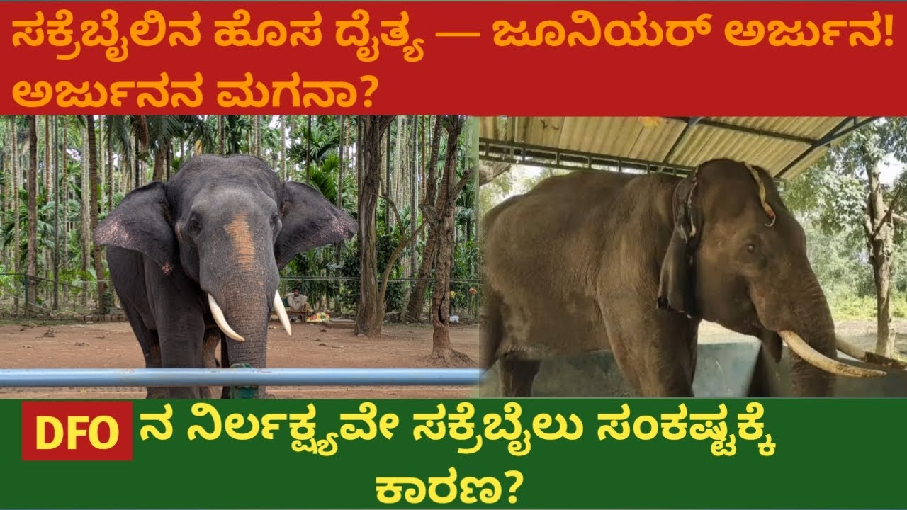 The Future of Sakrebailu Elephant Camp|ಸಕ್ರೆಬೈಲಿನ ಹೊಸ ದೈತ್ಯ ಜೂನಿಯರ್  ಅರ್ಜುನ|DFOನ ನಿರ್ಲಕ್ಷ್ಯವೇ ಕಾರಣ|