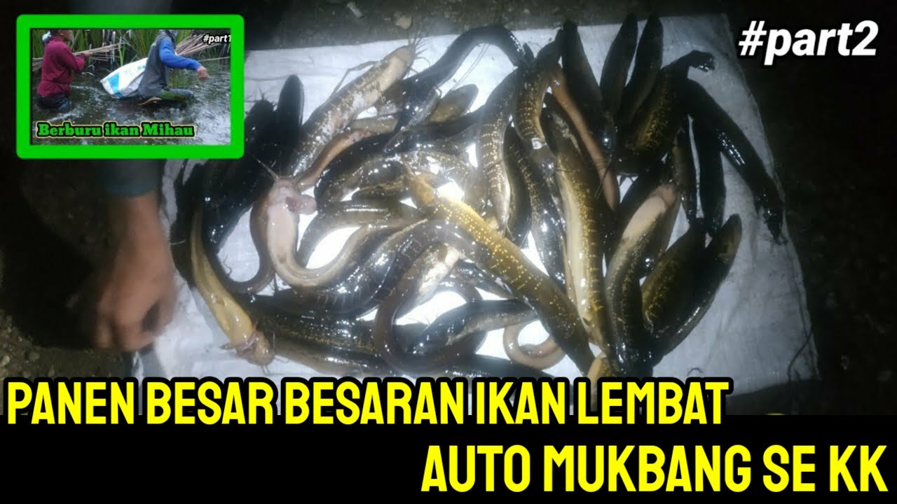 Berburu Ikan Mihau dan Lembat/Pintit #part2