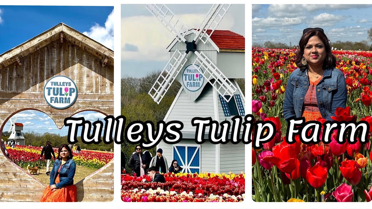 A Day Trip To Tulleys Tulip Farm Crawley England.