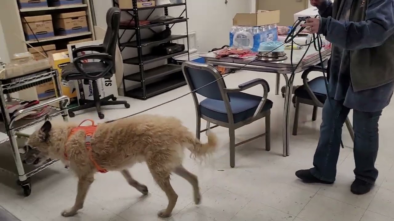 Wizard practicing SW #3