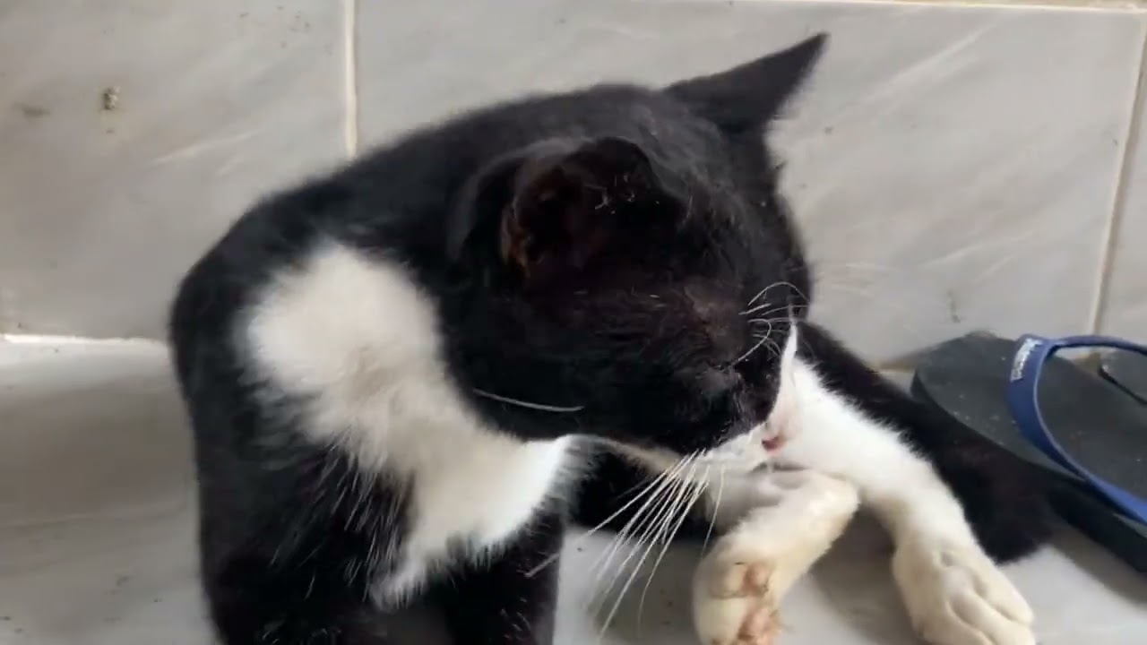 Cute Cat Moments That Will Make You Smile 😺 | Funny Cat Video