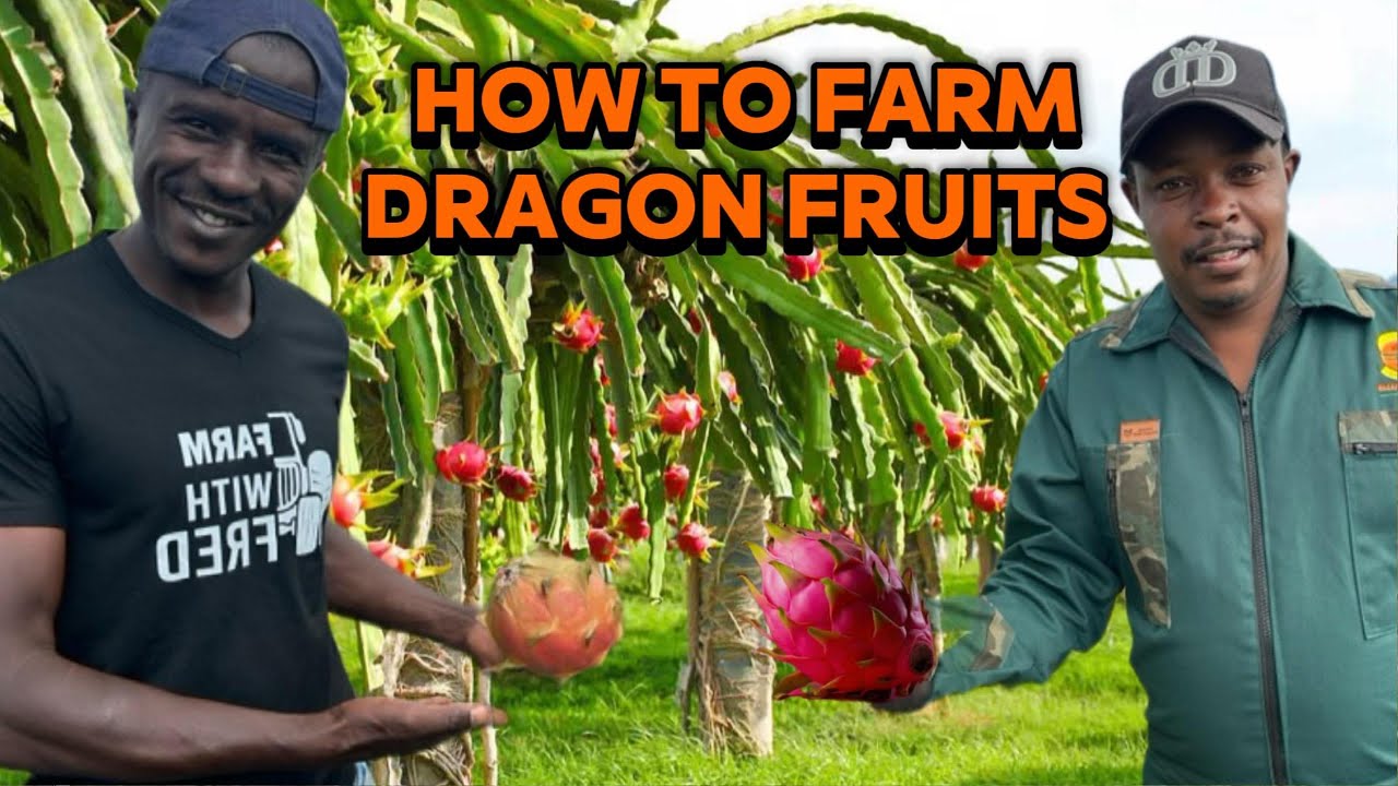 HOW TO FARM DRAGON FRUITS FROM A TO Z. Step by Step Guide From Planting to Profit