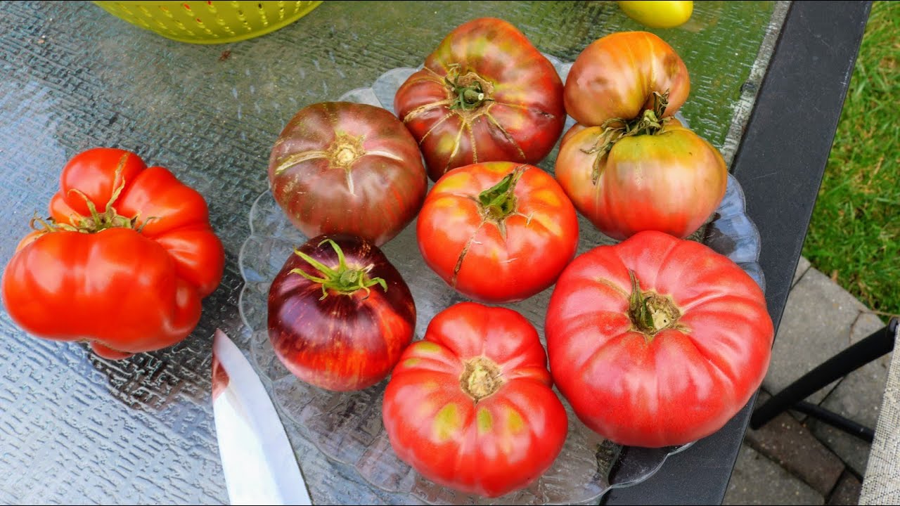 Heirloom Tomato Tasting: Which is Making the Cut?