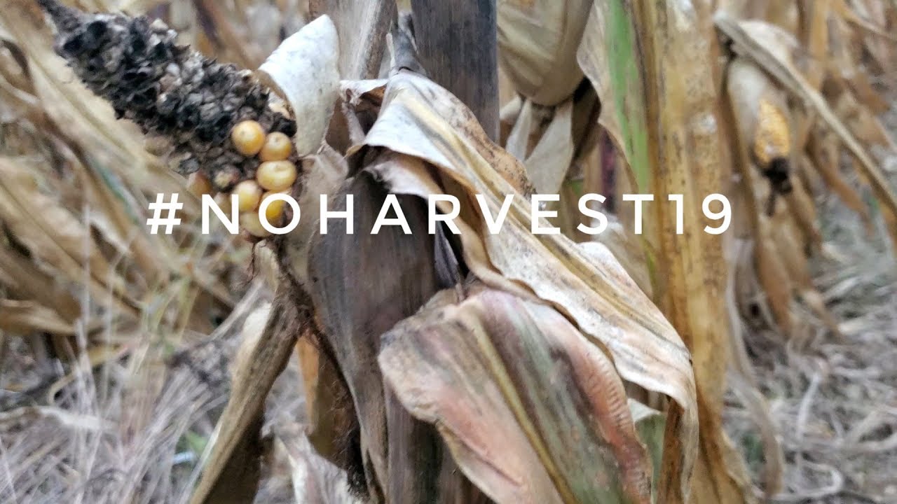 Devastating Crop Loss