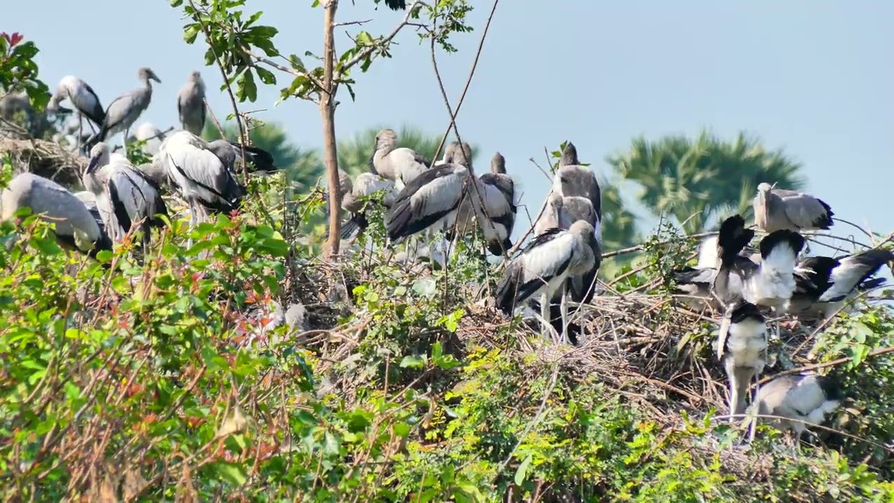 Mystery Of Bird Life Living at Flooded Forest  In The Beautiful World  the 00187