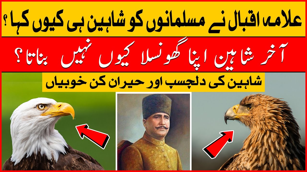 Allama Iqbal Ne Musalmanoon Ko Shaheen Hi Kyun Kaha | Why Allama Iqbal Choose Shaheen | Allama Iqbal