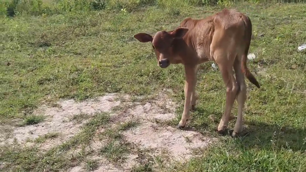 Cow Videos Ep05  Pheak sila