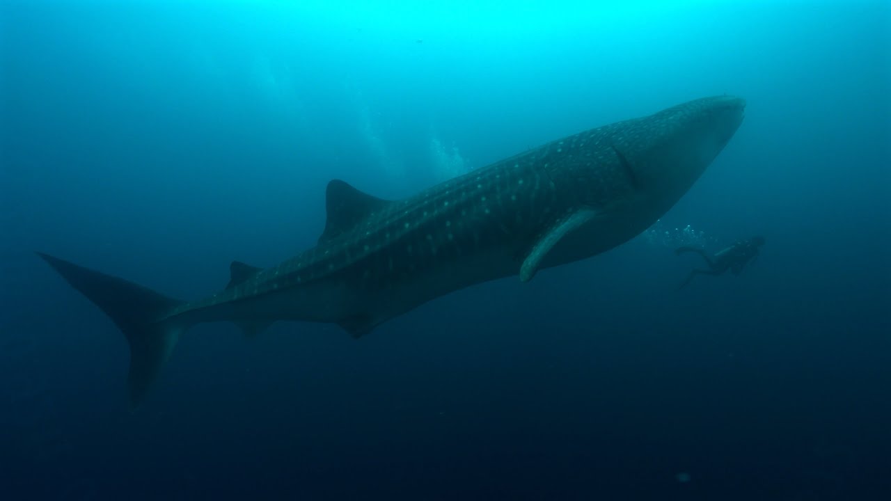 Maldives Scuba Trip, Fuvahmulah, Male, Omadhoo & Liveaboard Diving