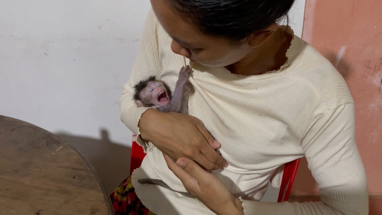 PoOr baby monkey is cRyInG wan't to drink milk