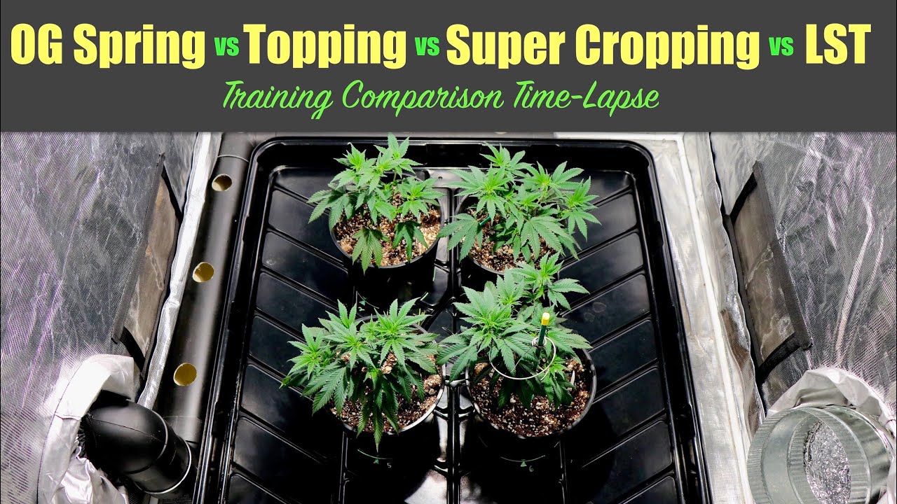 Training Comparison Time Lapse | Topping vs Super Cropping vs LST vs The OG Spring