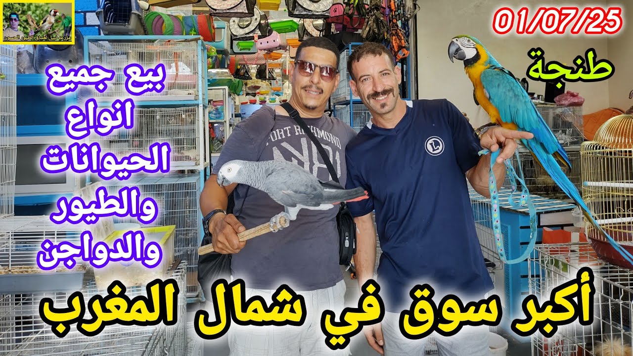 #طنجة أكبر سوق لبيع جميع أنواع الحيوانات والطيور الأليفة و كذلك أسماك الزينة ✌️❤️👍