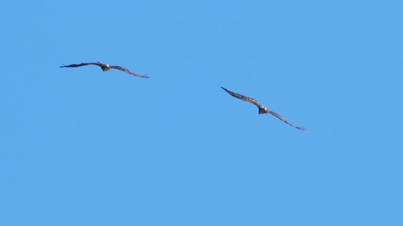 2 giovani gipeti