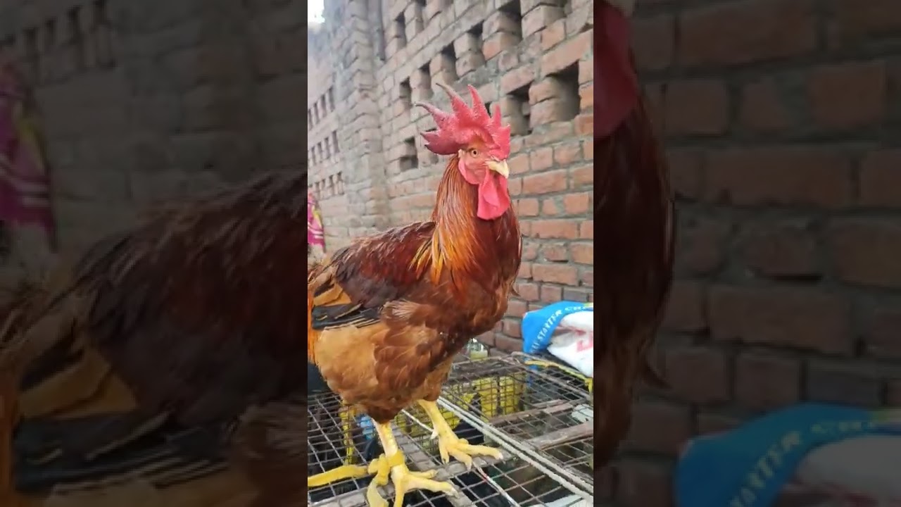 5 किलो का देसी मुर्गा