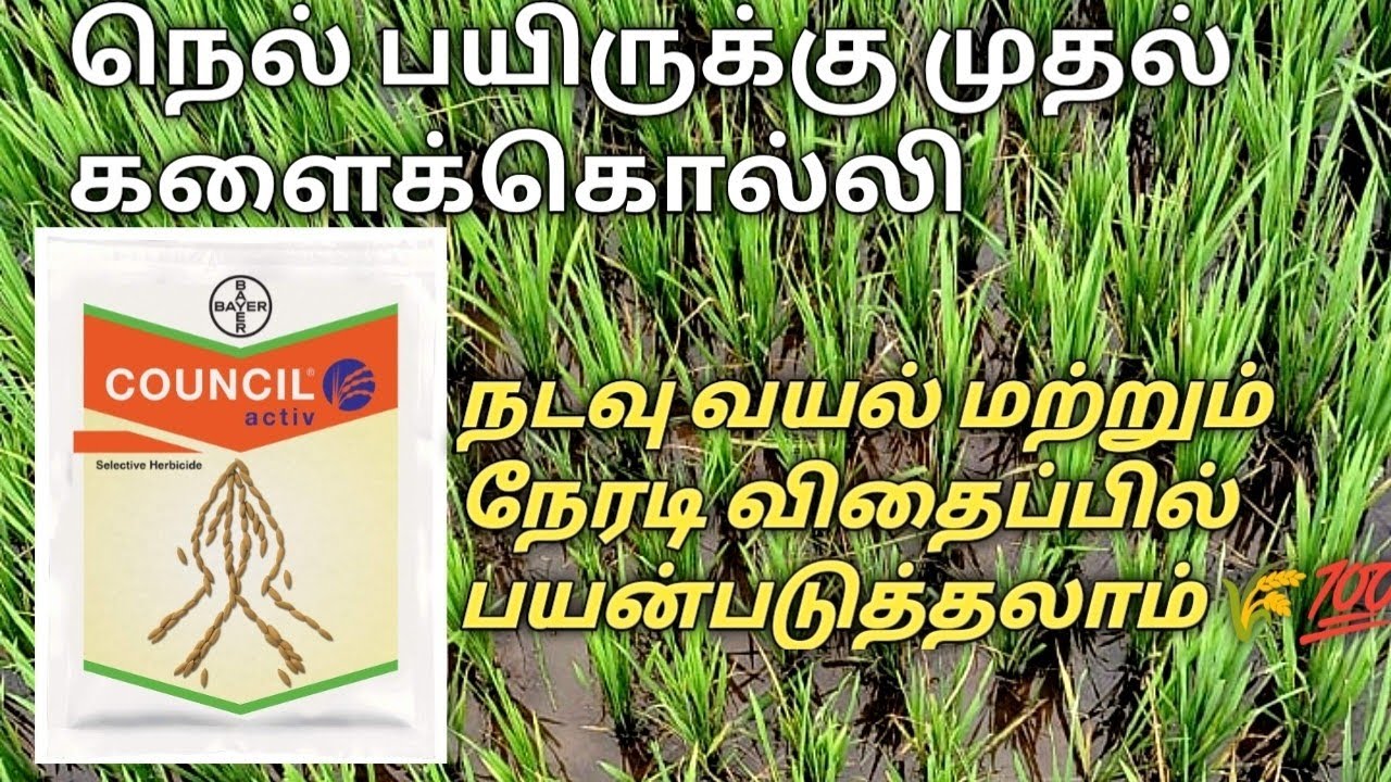 council active bayer in tamil | council active Tamil | paddy herbicide #நெல் #paddy #nel kalaikolli