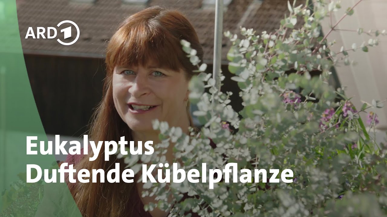 Winterharter Eukalyptus für Balkon und Terrasse │Querbeet