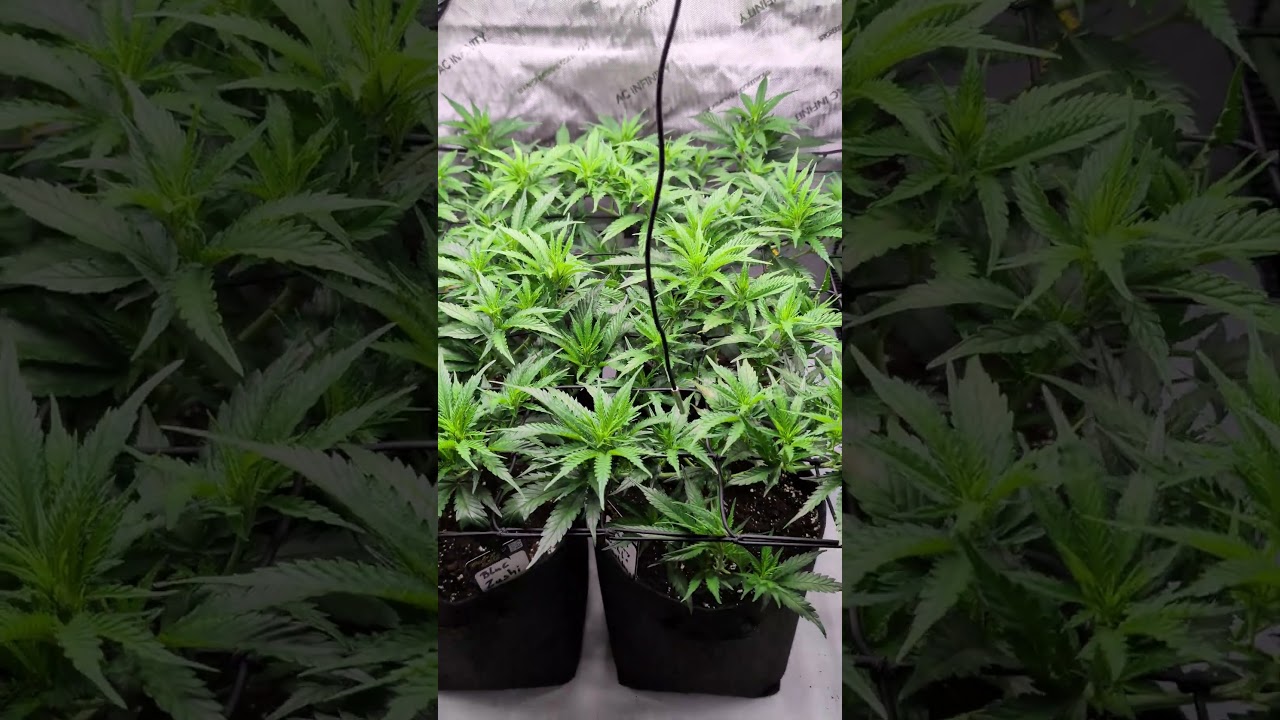 Blue Zushi & Lemon Cherry Gelato Grow Day 26 SCROG🌱🔥 |  #420Community #GrowShorts
