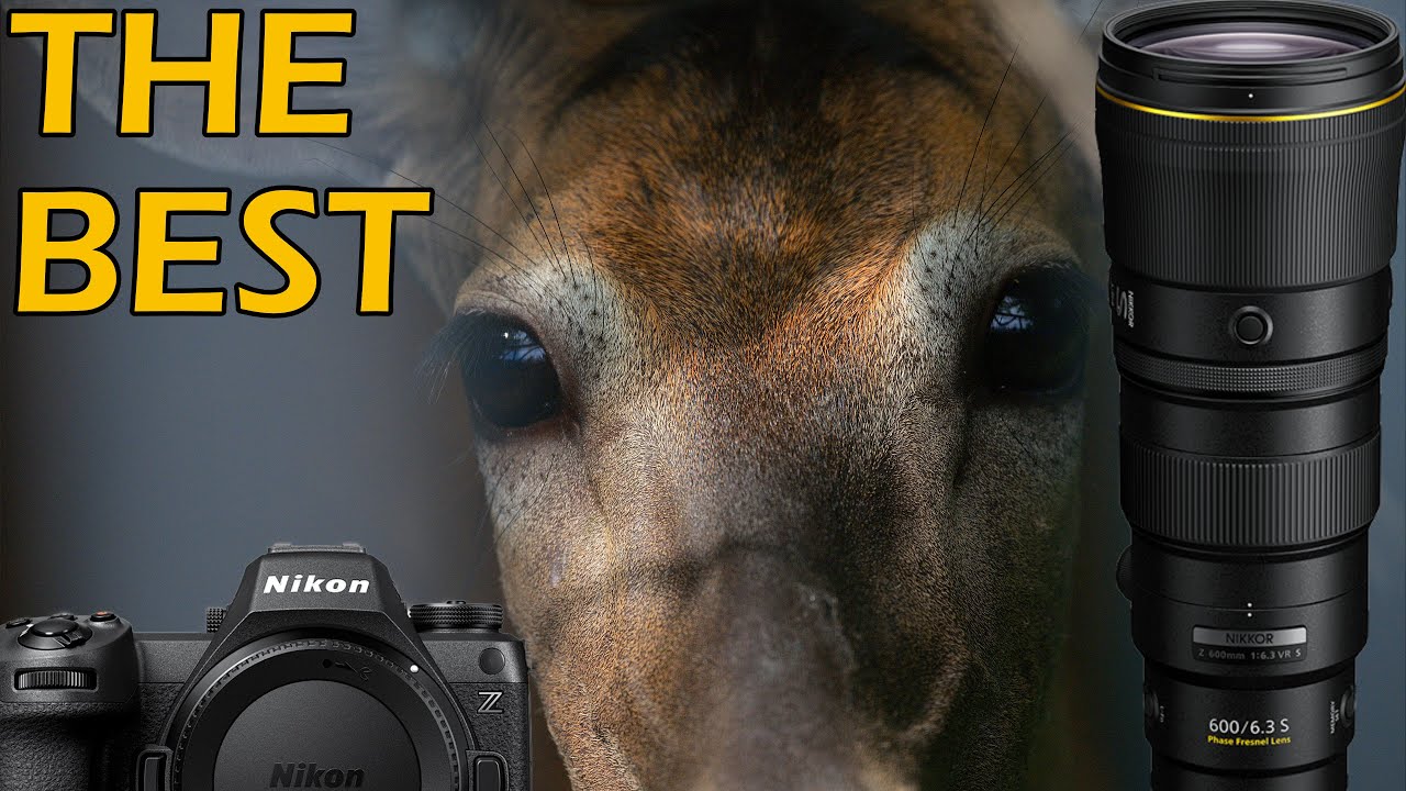 We Aren't Worthy... Nikon Z6 III Wildlife Review with 600mm f6.3