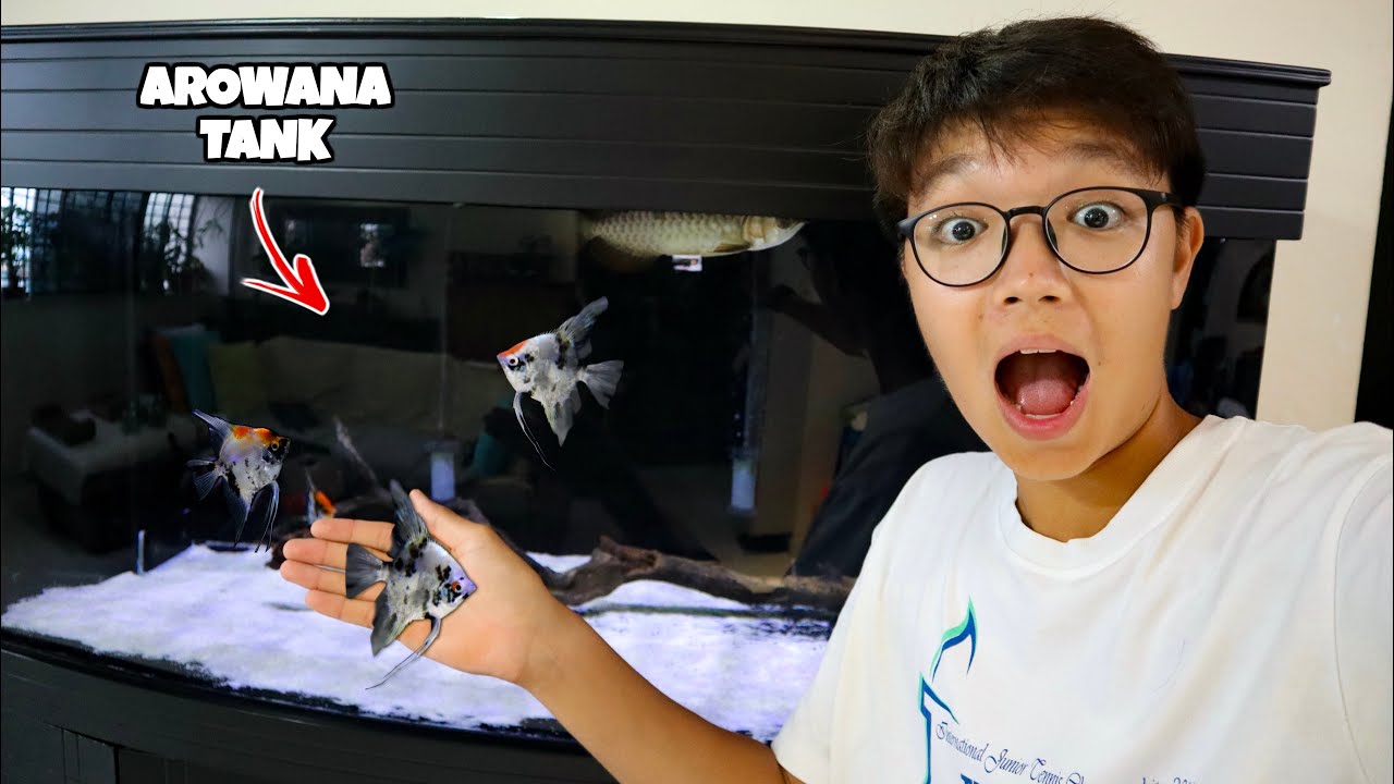 ASIAN AROWANA and ANGELFISH AQUARIUM!