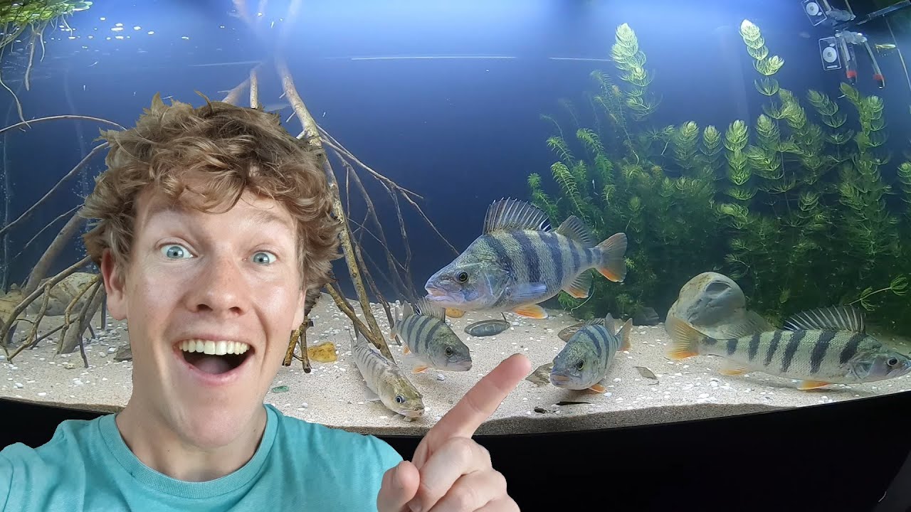 DE EERSTE INWONERS VOOR ONS AQUARIUM GEVANGEN!!