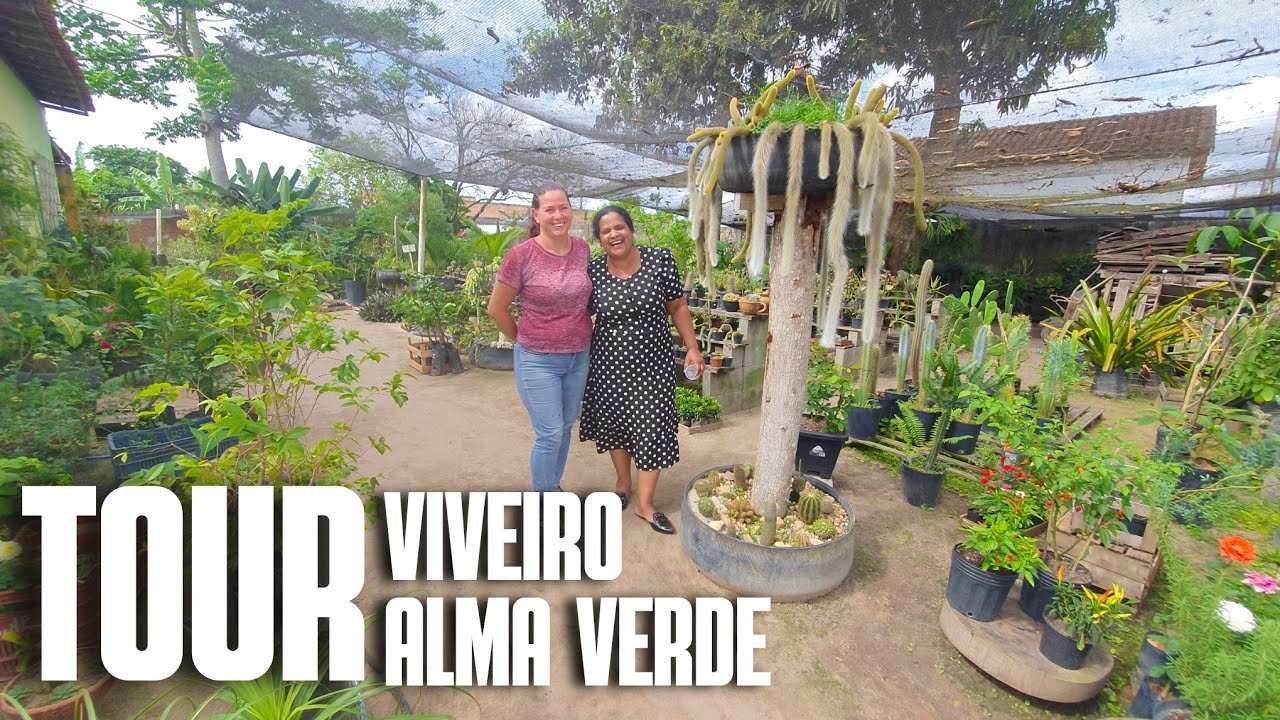 VIVEIRO ALMA VERDE: PLANTAS CULTIVADAS AO NATURAL SEM USO DE INSETICIDAS | CACTOS RAROS E SUCULENTAS