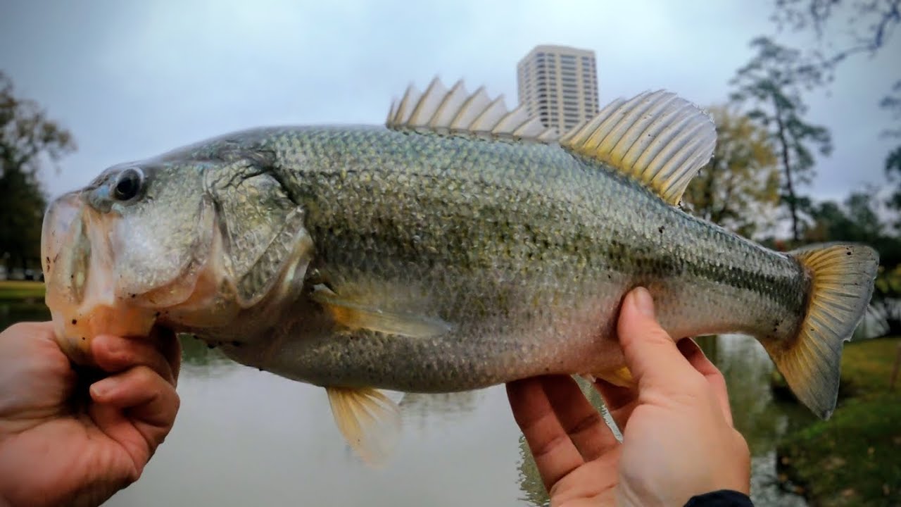 Houston Urban Fishing #2