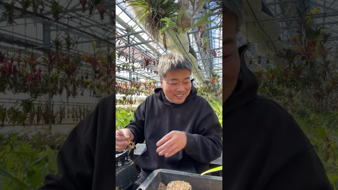 いろいろ植える