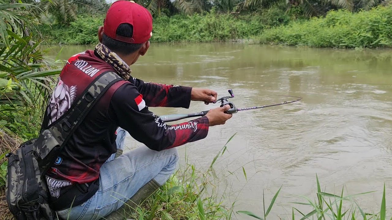 TARIKAN SUPER GANAS PREDATOR SUNGAI ARUS DERAS