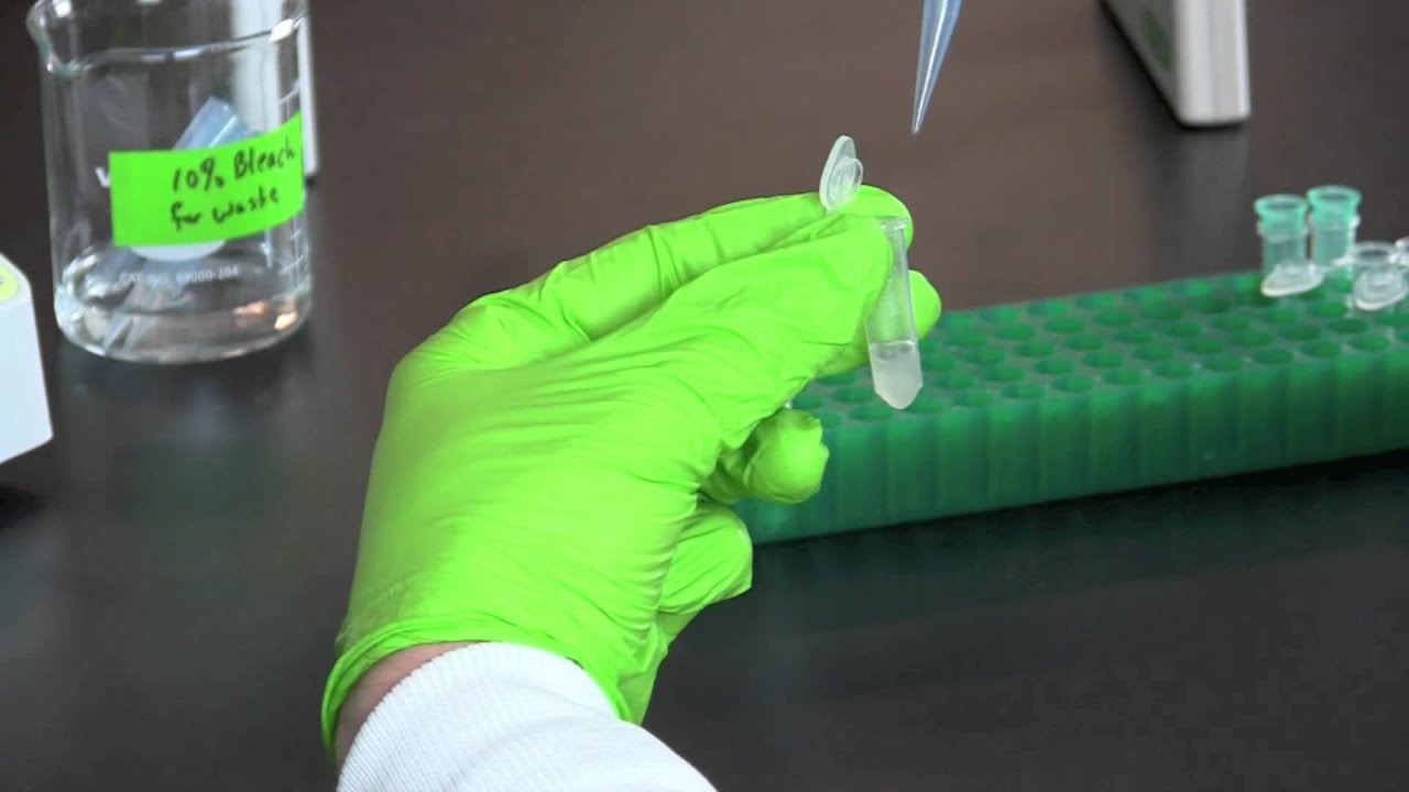 Alkaline Lysis Miniprep
