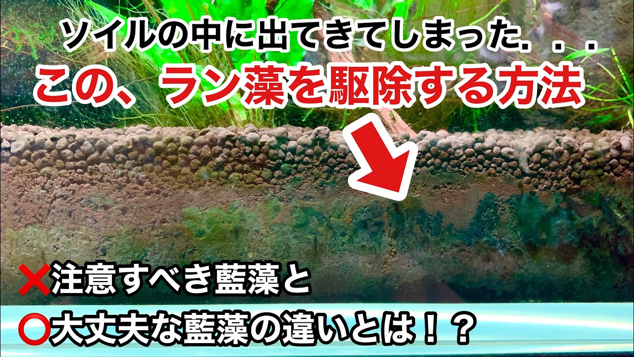 水草水槽のソイルの中に藍藻が発生した時の対処法「注意すべきラン藻と、放置しても良いラン藻の違いとは？」ＡＤＡネイチャーアクアリウム立ち上げ方法、水草レイアウトの作り方、水草水槽初心者、水換え、コケ対策