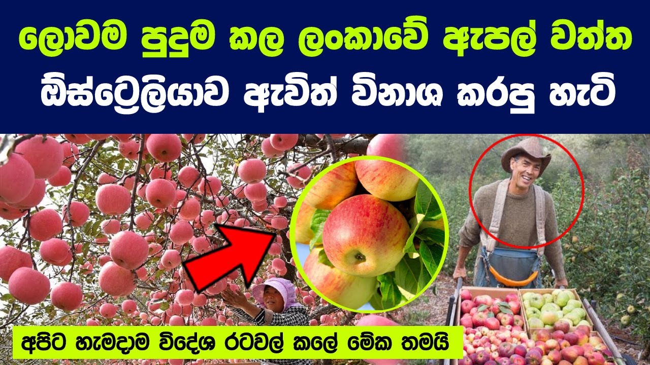 ලංකාවේ සරුසාරව ඇපල් වවපු ඇපල් මාටින්ගේ පුදුම හිතෙන කතාව | Apple cultivation in Sri Lanka