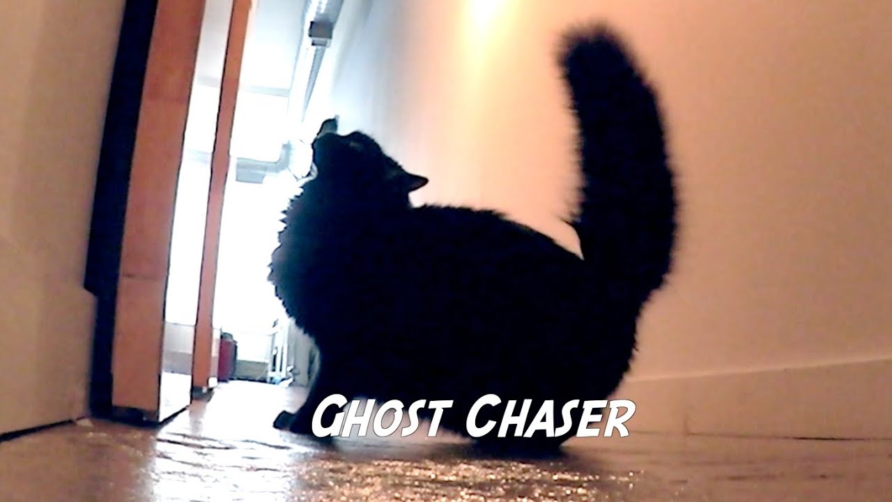 Cat Jobs