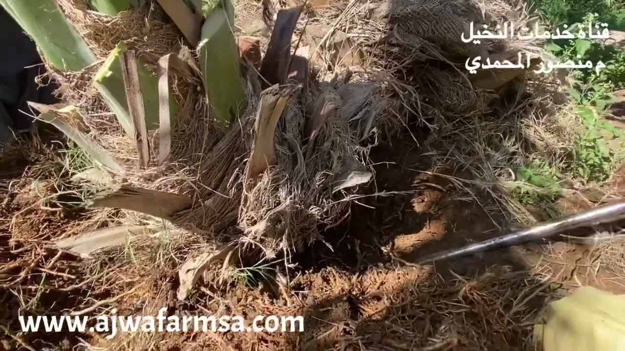 قلاعة فسائل(صنو)النخيل-عجوة المدينة- تحتاج عمالة ماهرة Dates Offshoot Seperation - م منصور المحمدي