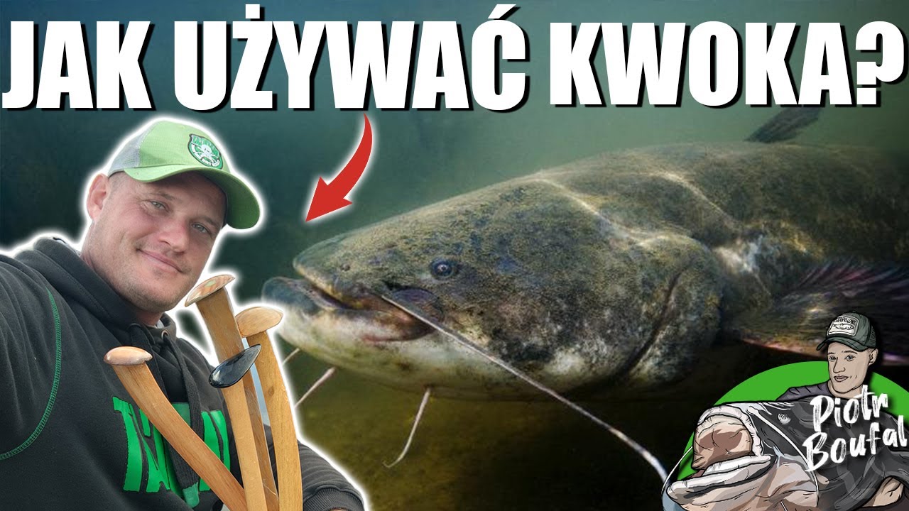 KWOK NA SUMA! JAK UŻYWAĆ SUMOWEGO KWOKA?