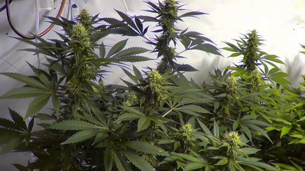 New Critical Kush.... Day 28