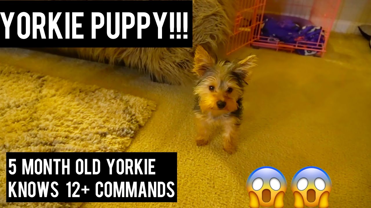 5 MONTH YORKIE PUPPY AND KNOWS 12 + COMMANDS - YORKIE TRAINING