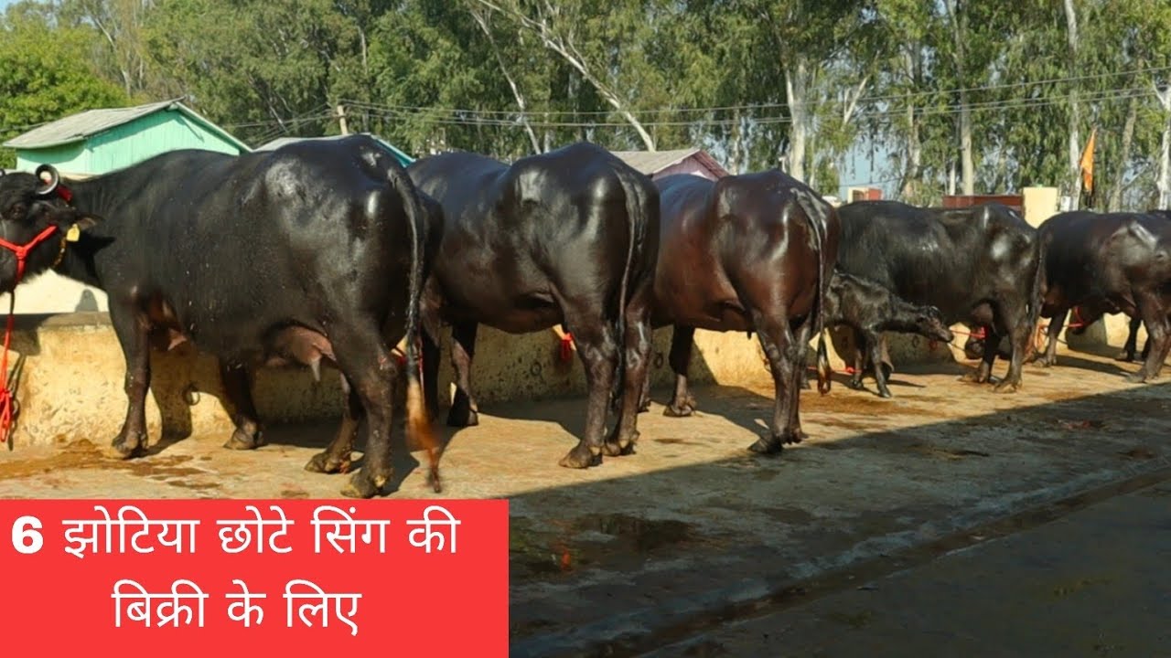 6 झोटिया छोटे सिंग की गांव दालमवाला जिला जींद बिक्री के लिए 