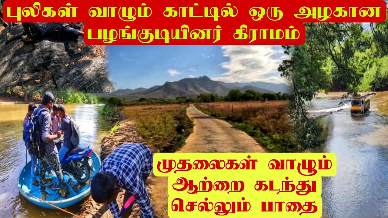 புலிகள் வாழும் காட்டில் ஒரு அழகான பழங்குடியினர் கிராமம்|முதலைகள் வாழும் ஆற்றை கடக்க வேண்டும்