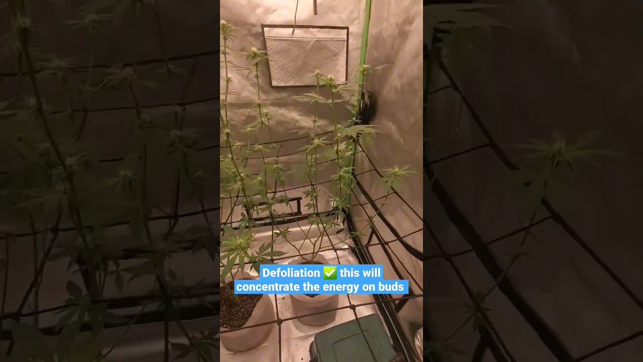Strain: 3 blue kings 🤴 bluedream x OG kush x headband x sour diesel!