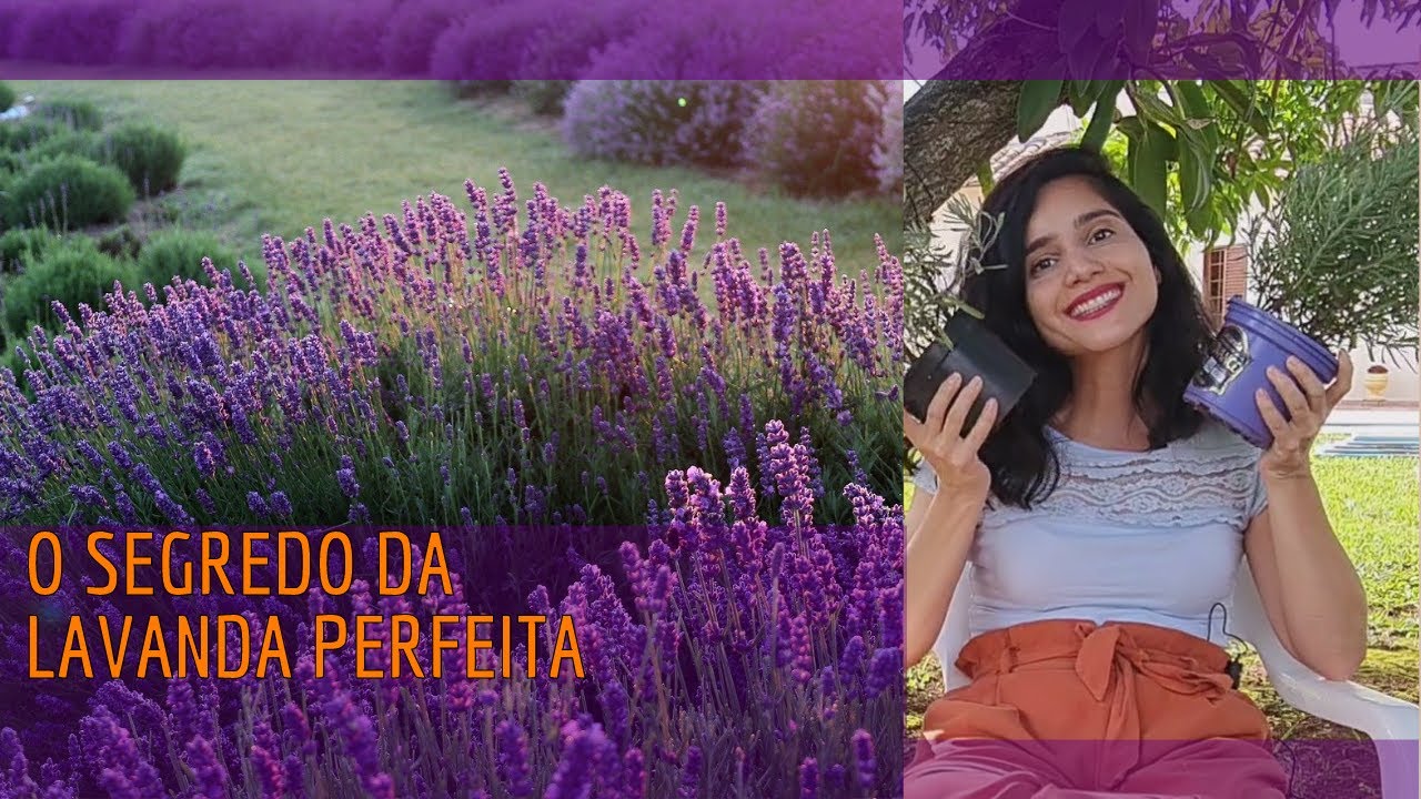 O SEGREDO DA LAVANDA PERFEITA: aprenda a cuidar da lavanda francesa e inglesa