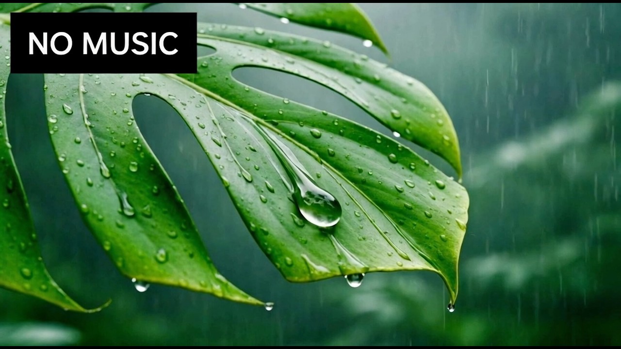 Pure Tropical Rain on Monstera Leaf 🌿 Ultra Realistic Nature Sounds for Deep Sleep  🌧️ NO MUSIC