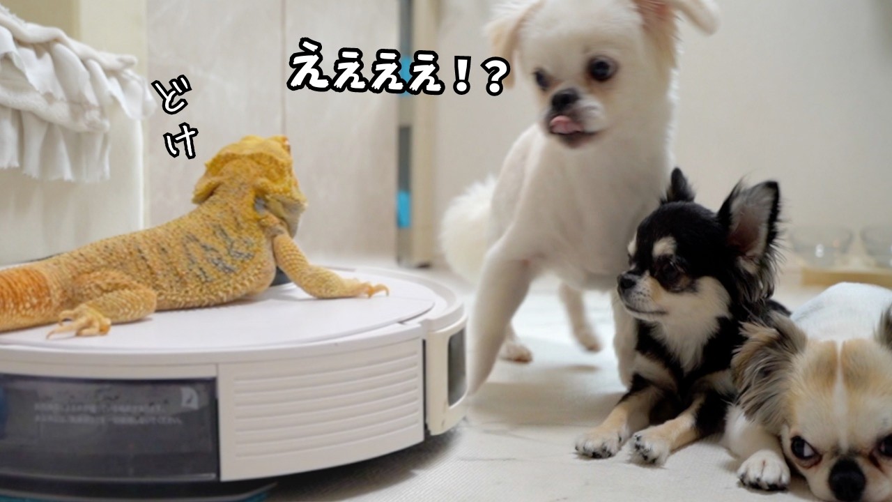 犬びっくり！？フトアゴヒゲトカゲが掃除ロボに乗って大暴走【チワワとフトアゴの日常】