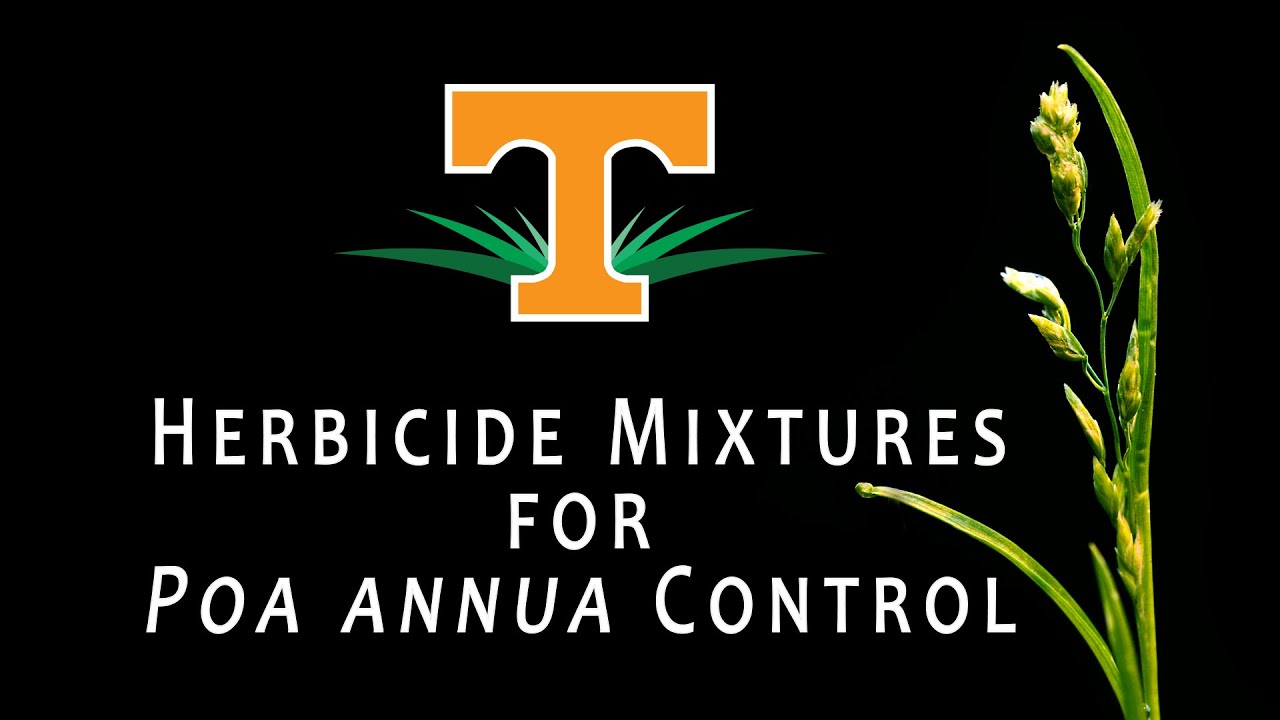Poa annua control in hybrid bermudagrass using herbicide mixtures