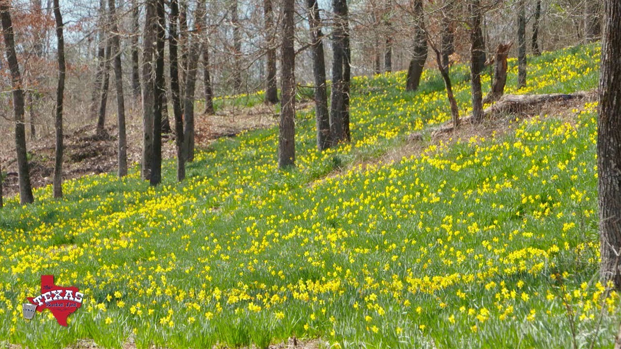 The Texas Bucket List - Mrs. Lee's Daffodil Garden in Gladewater
