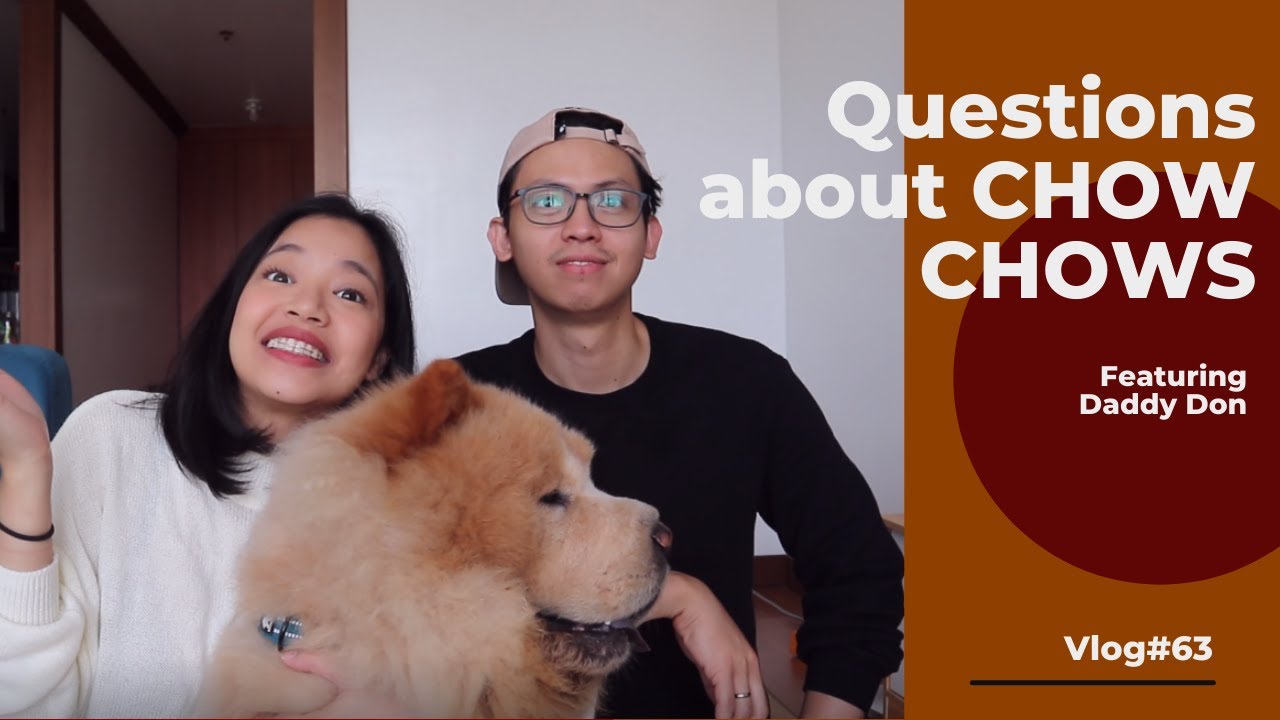 Questions about Chow Chows | Q&A Part I Things you need to know about Chow Chows | Vlog#63
