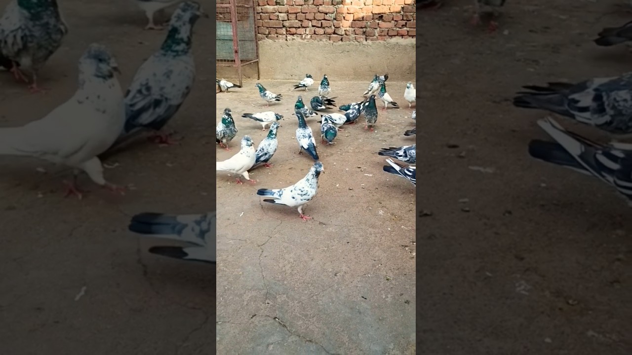 Kalsare kabootar #short #video