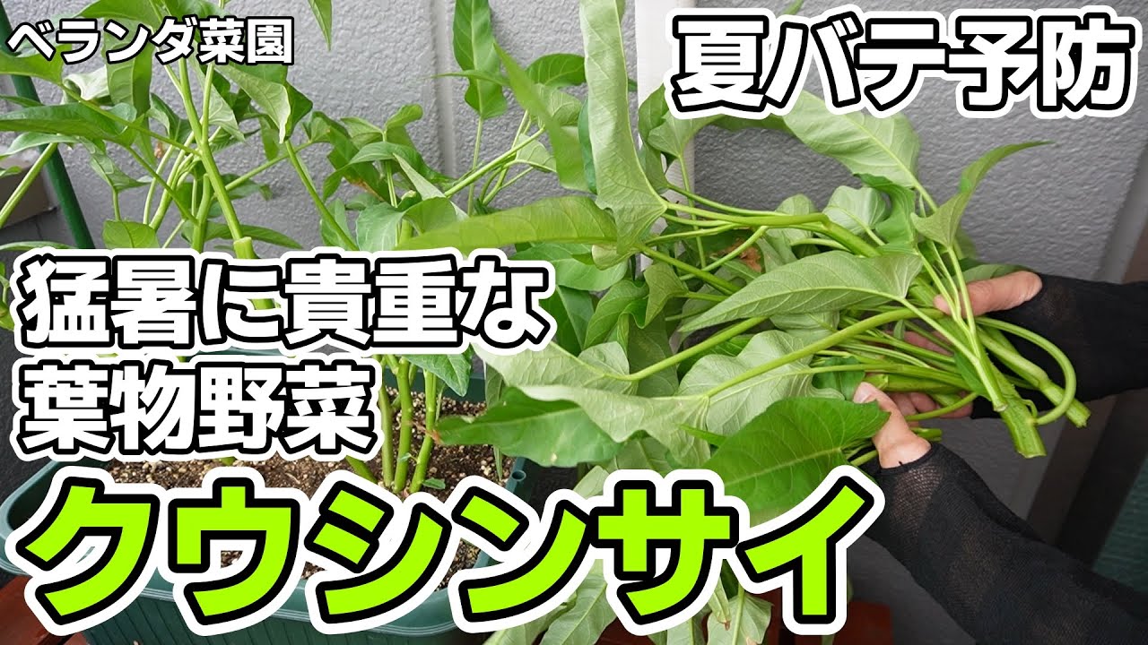 【ベランダ菜園】猛暑を受けてぐんぐん育つクウシンサイの収穫【エンサイ】